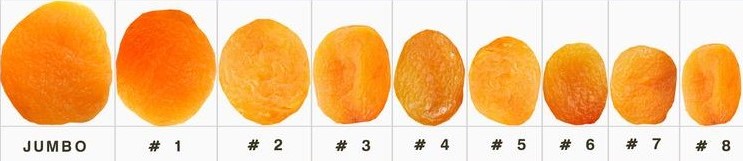 Apricot Sizes
